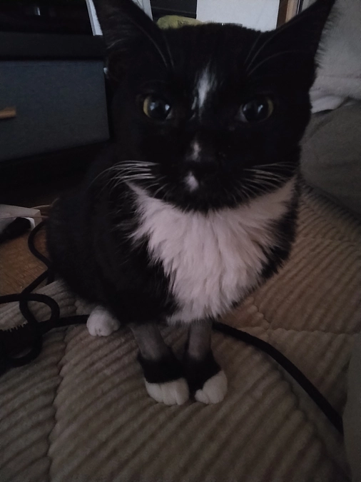 11/26はなちゃんの術後3ヶ月検診