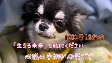 元保護犬 デイジーの手術費用のご支援をお願いいたします のトップ画像