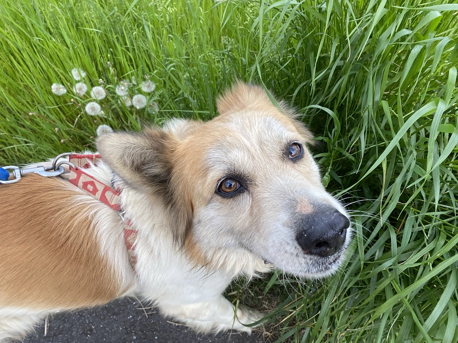 看板犬トットの旅立ち