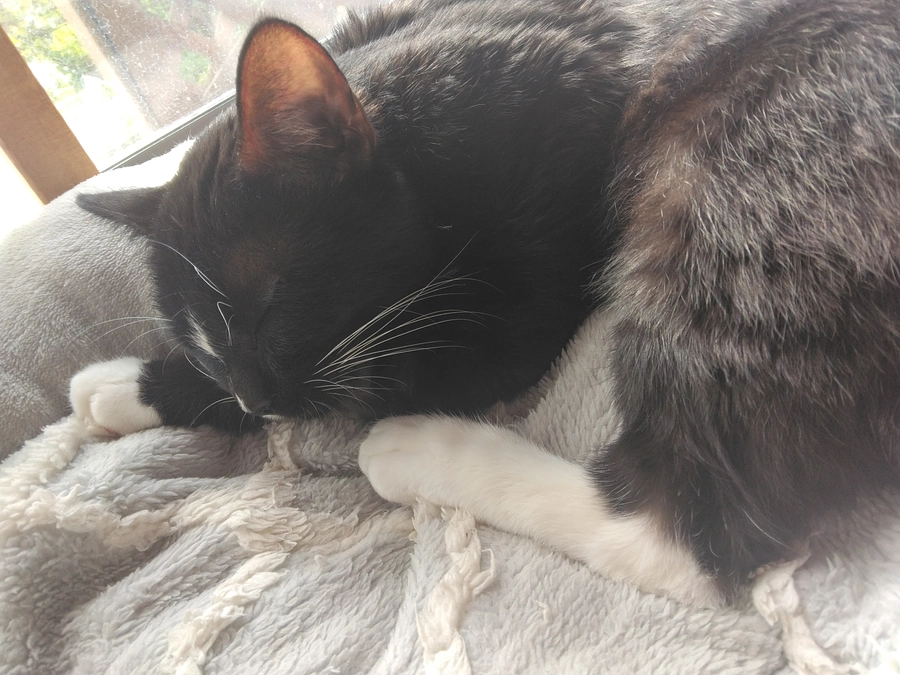 11/27はなちゃんの様子