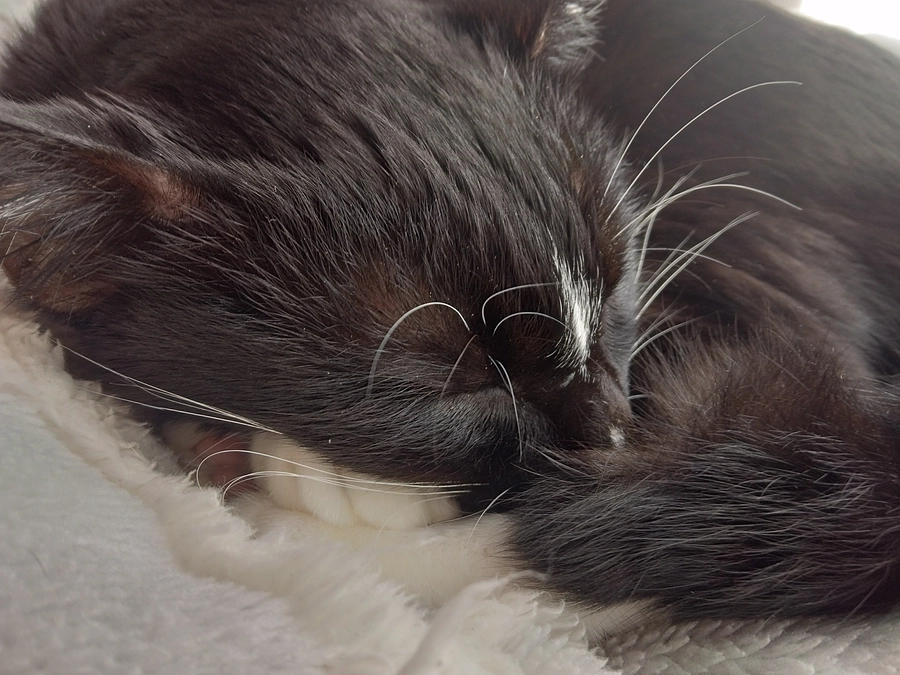 11/28はなちゃんの様子(発作あり)