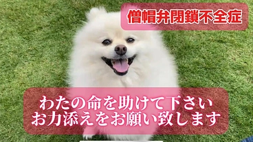 僧帽弁閉鎖不全症　まだ６歳のわたの命のご支援をお願いします のトップ画像