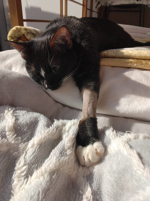 11/29はなちゃんの様子