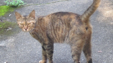【多頭飼育からの救済】保護猫にご協力をお願いします！ のトップ画像