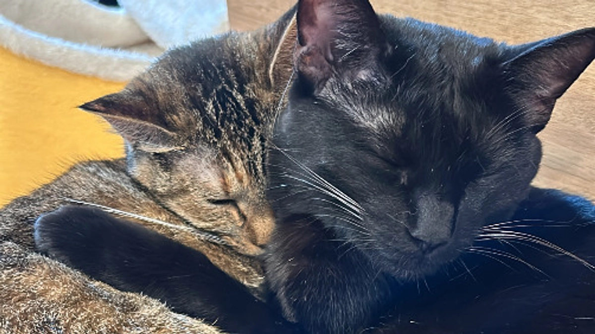 ㊗️もみじさん＆くまくんのお誕生日🎉