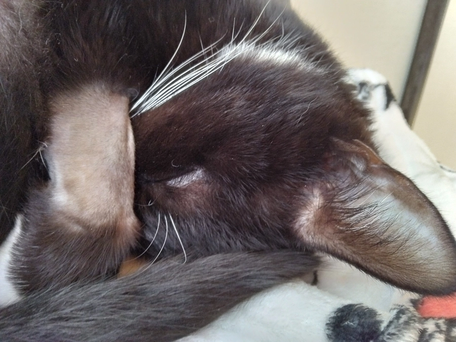 11/30はなちゃんの様子