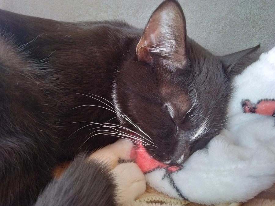 12/1はなちゃんの様子