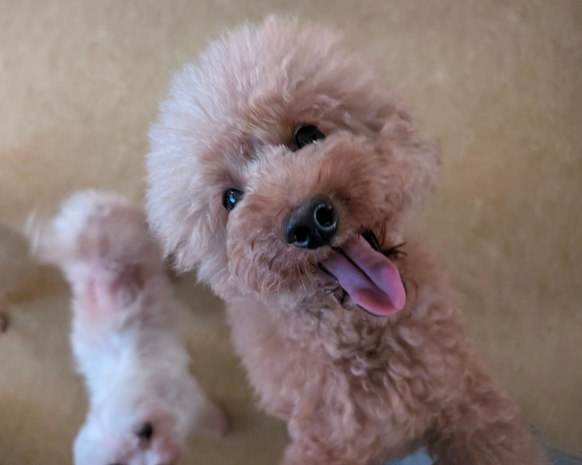 シェルターの活動報告