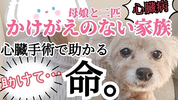 心臓病のちゃわの命を守りたい。どうか、小さな命を助けてください。 のトップ画像