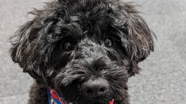 【門脈シャント】ぼると一緒に難病と闘いたい！ のトップ画像