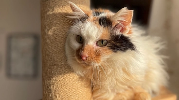 飼い主不在の猫の手術（TNR）場所と保護猫シェルターを作りたい のトップ画像