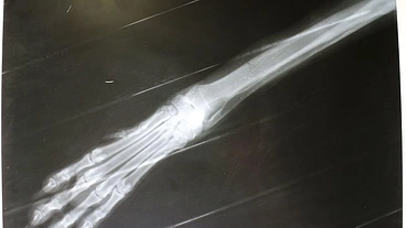 愛犬の骨が強くなるドッグフードを開発したい！ のトップ画像