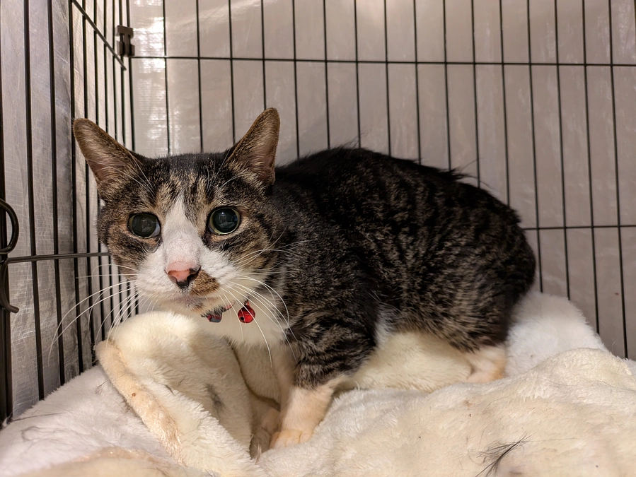 様々な訂正と［もなか君］について