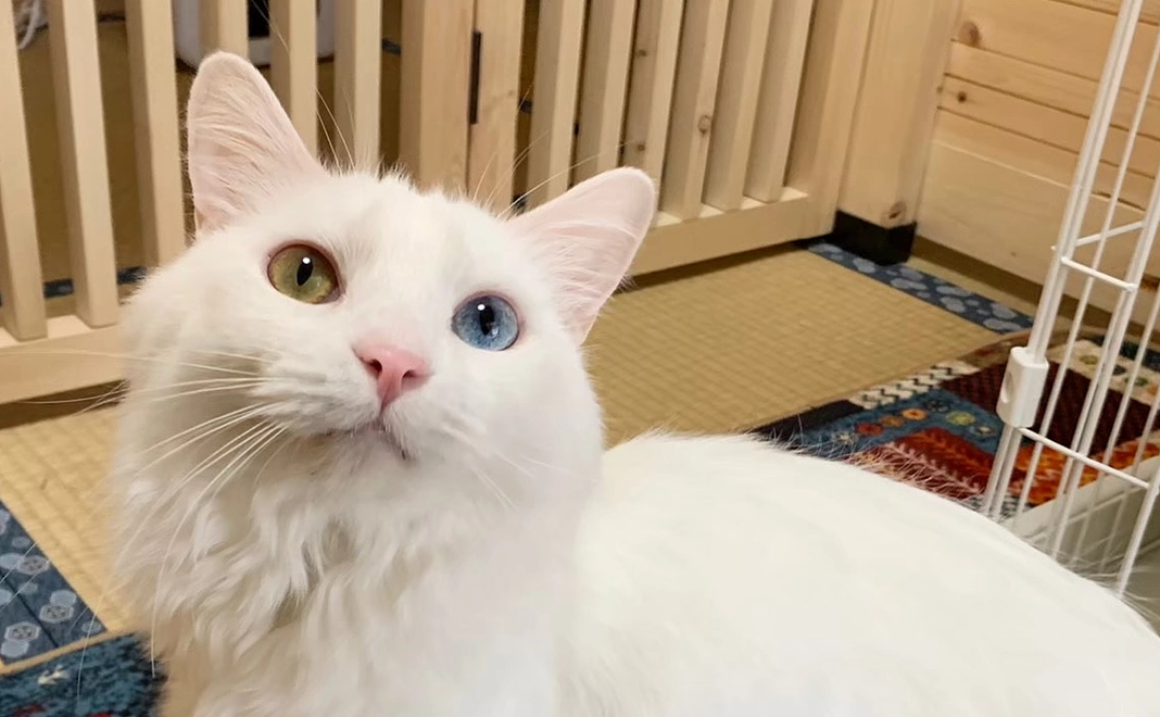 毎月応援1000円コース