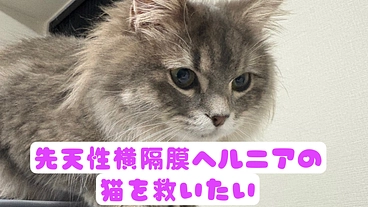 先天性横隔膜ヘルニアの猫を救いたい。残り13時間となりました。 のトップ画像