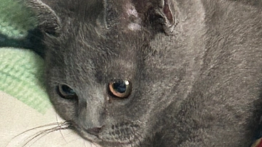 FIPにかかってしまったうちの大切な猫を助けて下さい。 のトップ画像