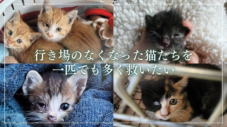 地域猫と人の共存を目指して│保護猫の医療費と療養費にご支援を