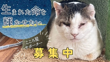 愛してくれる家族のもとへ。命を繋ぐ「こころ星サポーター」を大募集！ のトップ画像