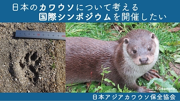 絶滅させてしまったカワウソのために、私たちができること のトップ画像