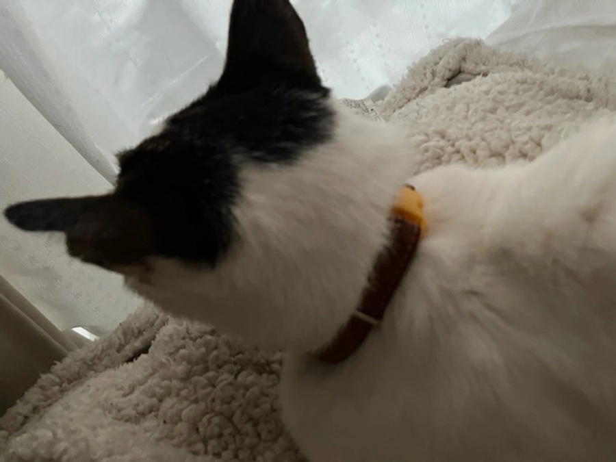 L-アスパラキナーゼ緊急投与