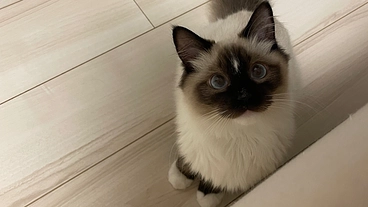 【ご支援お願いいたします】肥大型心筋症と闘う生後7ヶ月のモア のトップ画像