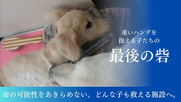 可能性は無限大！ハンディがある犬猫のためにリハビリスペースの増設を のトップ画像