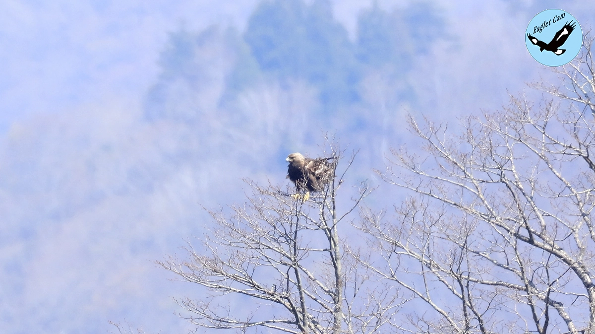 伊吹山のイヌワシ繁殖状況2025年4月下旬