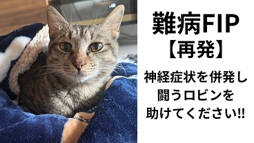 FIP再発、神経症状を併発しと闘うロビンを助けてください！！ のトップ画像