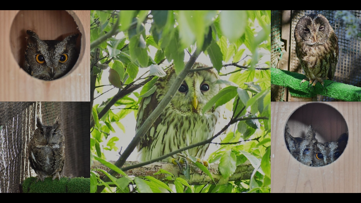 【保護情報】リハビリ受け入れ！フクロウ2羽とオオコノハズク4羽