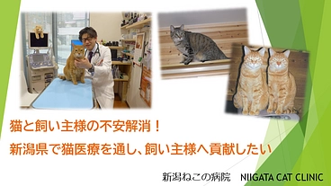 居心地のいい空間で、猫と飼い主様に安心感を！『新潟ねこの病院』 のトップ画像
