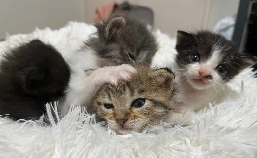 毎月5000円コース