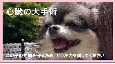 【余命4か月】心臓病ステージD 愛犬ももたんを救いたい のトップ画像