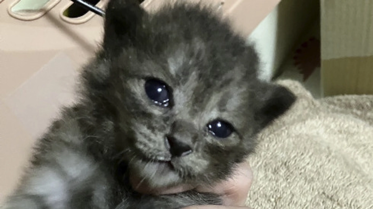 7匹の乳飲み子の保護依頼！まさかの全員くろねこちゃん！