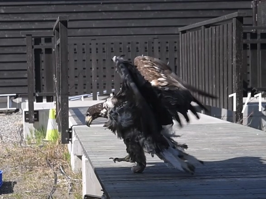 ちとせちゃん、ふわり！