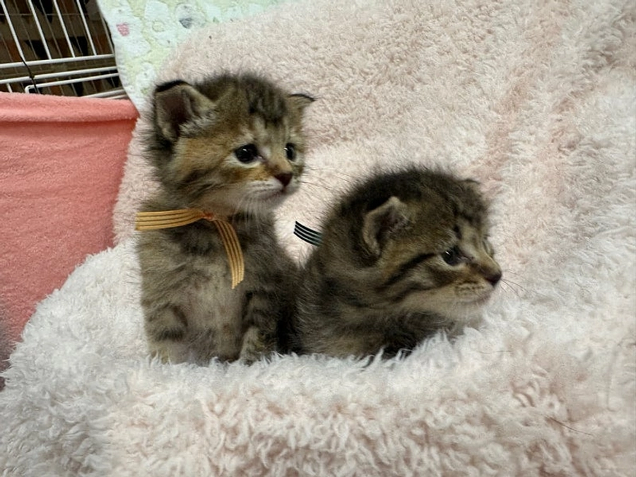 たんぽぽの里春の子猫シーズン２０２５始まっています