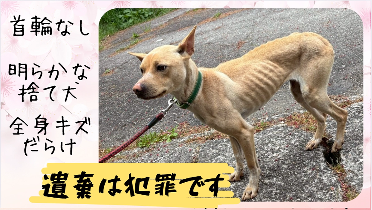 シーズン突入です！