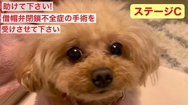 僧帽弁閉鎖不全症の愛犬ひめの命を助ける為に手術費用のご支援を。 のトップ画像