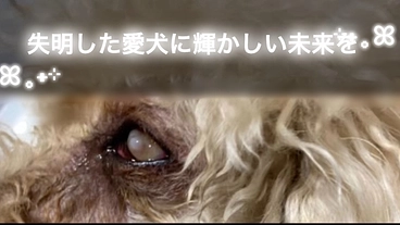 失明した左目眼球を摘出してあげたい のトップ画像