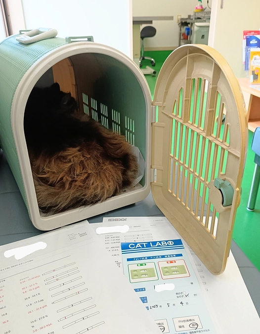 老猫を保護しました。