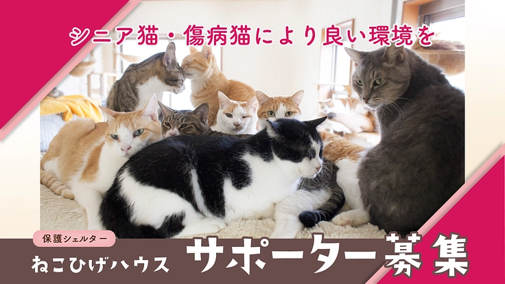 ねこひげサポーター募集！｜シニア傷病猫のための施設継続ご支援を