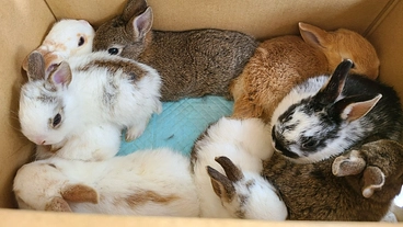 救える命を増やしたい。第2のうさぎハウスをオープンします！ のトップ画像