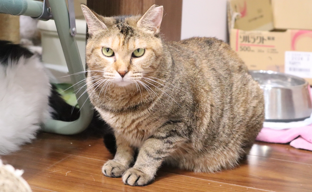 毎月2万円コース