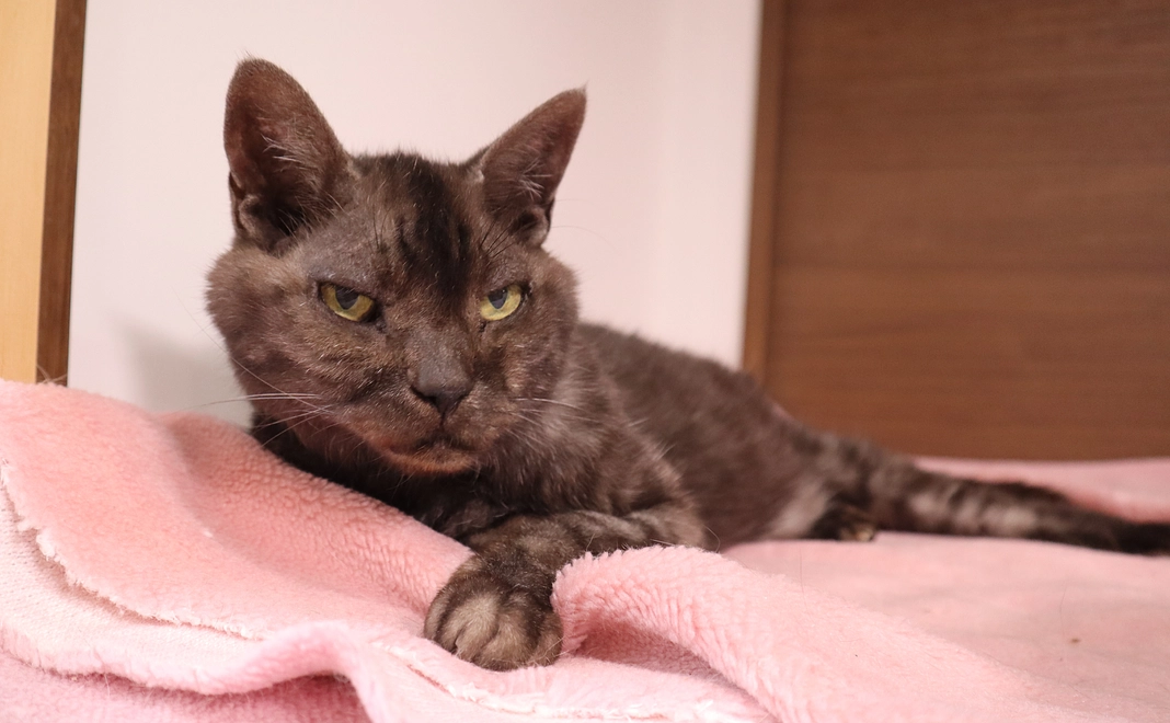 毎月5万円コース