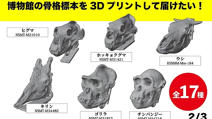 見るだけの骨から、触れる骨へ｜手のひらサイズの哺乳類頭骨レプリカ 5枚目