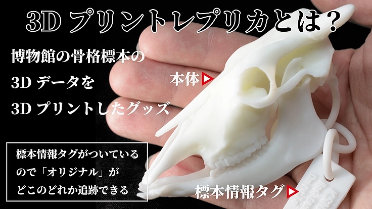 見るだけの骨から、触れる骨へ｜手のひらサイズの哺乳類頭骨レプリカ 8枚目