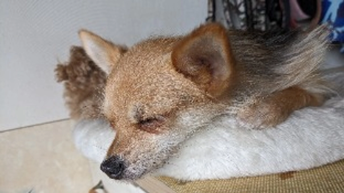 シェルターの近況