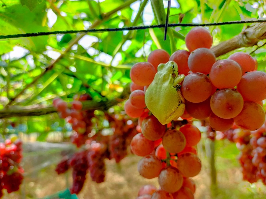 森と海と、次の明日へ。｜チャオズとモリウミアス