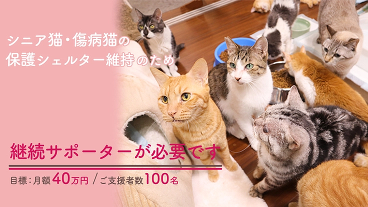 ねこひげサポーター募集!|シニア傷病猫のための施設継続ご支援を 2枚目