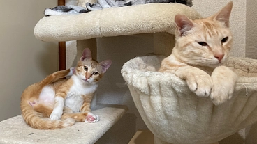 伝染性腹膜炎(FIP)発症した保護猫「琥珀」の治療費ご協力のお願い のトップ画像