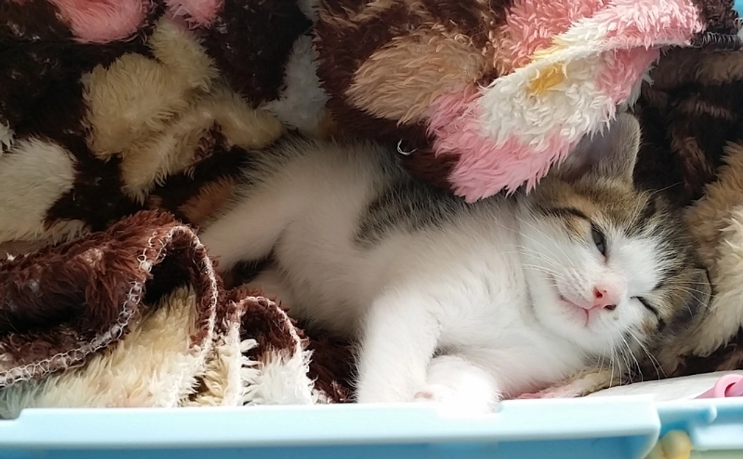 猫ちゃんのお写真にお名前掲載＆SNSでご紹介｜1万円